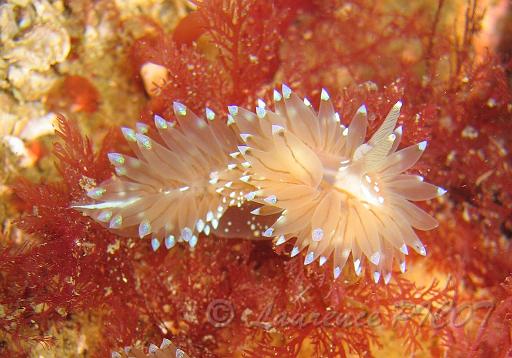 Antiopelle -Janolus cristatus.JPG - Mer de la Manche - Cherbourg